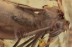 BIBIONIDAE Huge March Fly Inclusion in BALTIC AMBER 1627