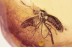 ANISOPODIDAE Rare Large Wood Gnat in BALTIC AMBER 1628