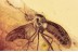 ANISOPODIDAE Rare Large Wood Gnat in BALTIC AMBER 1628