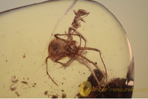 THERIDIIDAE Lasaeola Predator & Prey in BALTIC AMBER 1622