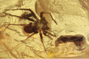 CORINNIDAE Spider Predator & Prey in BALTIC AMBER 1623