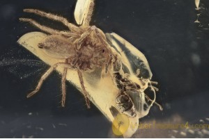 ACTION ! Fighting ANT & SPIDER in BALTIC AMBER 1624