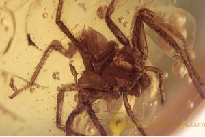 TROCHANTERIIDAE Sosybius Spider Inclusion BALTIC AMBER 1629