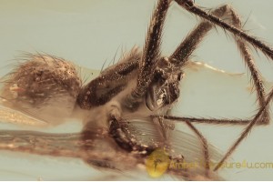 SYNOTAXIDAE Acrometa Cristata SPIDER in BALTIC AMBER 1630