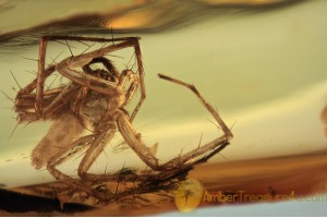 PISAURIDAE Nursery Web Spider Inclusion BALTIC AMBER 1632