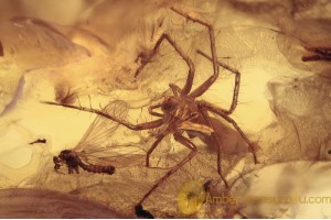 PISAURIDAE Spider Predator & Prey  Inclusion BALTIC AMBER 1634