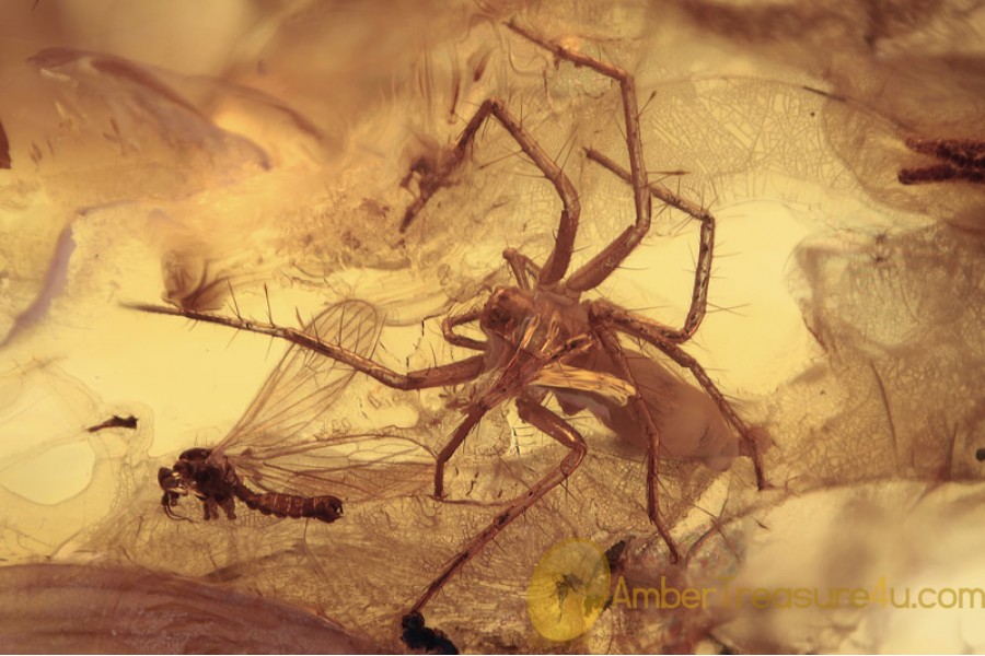 PISAURIDAE Spider Predator & Prey Inclusion BALTIC AMBER 1634 PISAURIDAE Spider Predator & Prey Inclusion BALTIC AMBER 1634