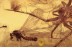 PISAURIDAE Spider Predator & Prey  Inclusion BALTIC AMBER 1634