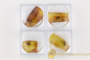 Lot of 4 Well Preserved Insects in Genuine BALTIC AMBER in Boxes