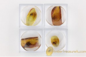 Lot of 4 Well Preserved Insects in Genuine BALTIC AMBER in Boxes