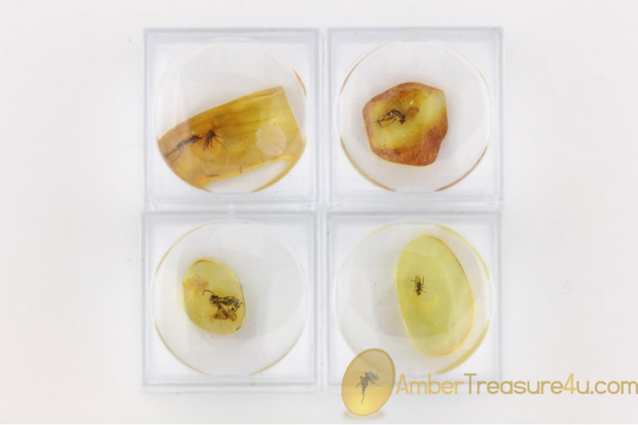 Lot of 4 Well Preserved Insects in Genuine BALTIC AMBER in Boxes Lot of 4 Well Preserved Insects in Genuine BALTIC AMBER in Boxes