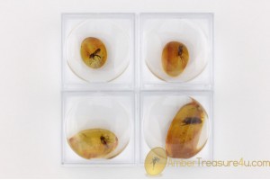 Lot of 4 Well Preserved Insects in Genuine BALTIC AMBER in Boxes