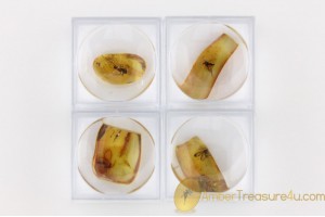 Lot of 4 Well Preserved Insects in Genuine BALTIC AMBER in Boxes