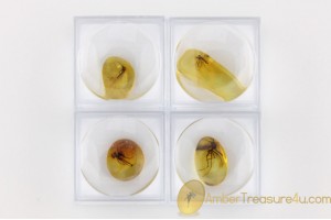 Lot of 4 Well Preserved Insects in Genuine BALTIC AMBER in Boxes