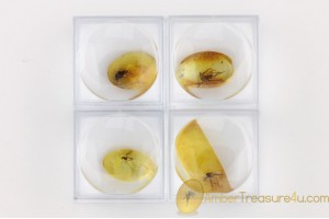 Lot of 4 Well Preserved Insects in Genuine BALTIC AMBER in Boxes