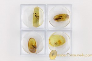 Lot of 4 Well Preserved Insects in Genuine BALTIC AMBER in Boxes