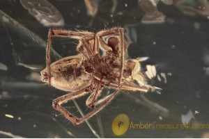 THERIDIIDAE Cobweb Weaver Spider in BALTIC AMBER 1637