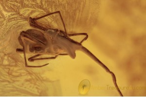 ARCHAEIDAE Assassin Spider & Gnat in BALTIC AMBER 1639