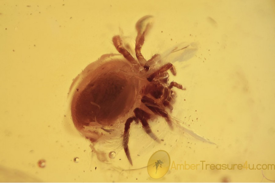THERIDIIDAE Cobweb Weaver Spider in BALTIC AMBER 1640