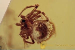 THERIDIIDAE Nice Cobweb Weaver Spider BALTIC AMBER 1641