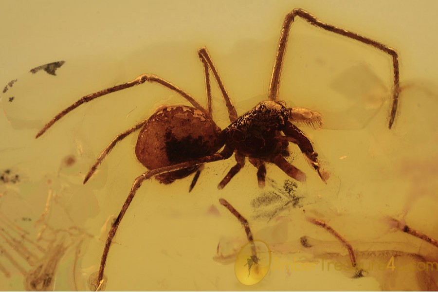 ARCHAEIDAE Eoarchaea Assassin Spider in BALTIC AMBER 1643