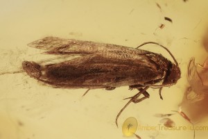 LEPIDOPTERA Moth Inclusion in BALTIC AMBER 1670