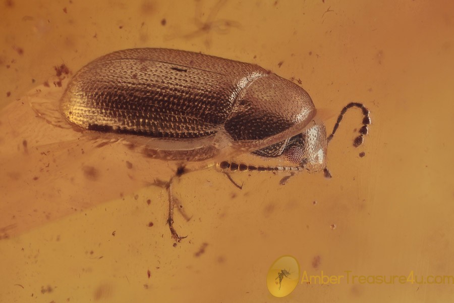 MYCETOPHAGIDAE Beetle & LEPIDOPTERA Moth in BALTIC AMBER 1671