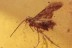MYCETOPHAGIDAE Beetle & LEPIDOPTERA Moth in BALTIC AMBER 1671