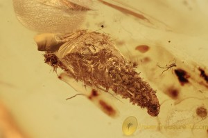 LEPIDOPTERA Case w Larva Inside in BALTIC AMBER 1672