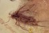 LEPIDOPTERA Nice Looking Moth in BALTIC AMBER 1674