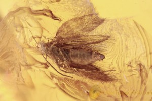 LEPIDOPTERA Moth Inclusion in BALTIC AMBER 1675