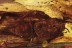 LEPIDOPTERA Giant Moth Inclusion in BALTIC AMBER 1681