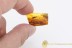 LEPIDOPTERA Large CASE Inclusion BALTIC AMBER 1678
