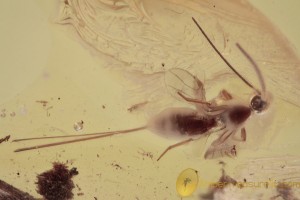 BRACONIDAE Parasitic Wasp w Long Ovipositor BALTIC AMBER 1689