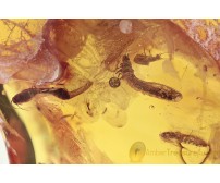 SCIRTIDAE 4 Aquatic Beetle Larvaes in BALTIC AMBER 1682