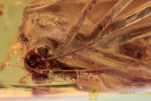 MECOPTERA Bittacidae Partially Scorpionfly in BALTIC AMBER 1683