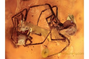 SYNOTAXIDAE Acrometa 2 Spiders in BALTIC AMBER 1693