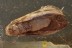 LEPIDOPTERA Big Eyed  Patterned Wings Moth in BALTIC AMBER 1696