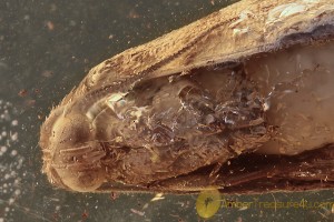 LEPIDOPTERA Big Eyed  Patterned Wings Moth in BALTIC AMBER 1696