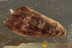 LEPIDOPTERA Big Eyed  Patterned Wings Moth in BALTIC AMBER 1696