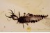 PSYCHOPSIDAE Silky Lacewing Larvae BALTIC AMBER 1645