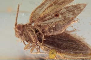 LEPIDOPTERA Moth Inclusion in BALTIC AMBER 1649