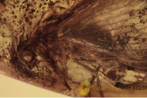 SISYRIDAE Spongefly Lacewing Inclusion in BALTIC AMBER 1648