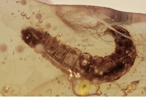  CATERPILLAR Moth Larvae Inclusion BALTIC AMBER 1651