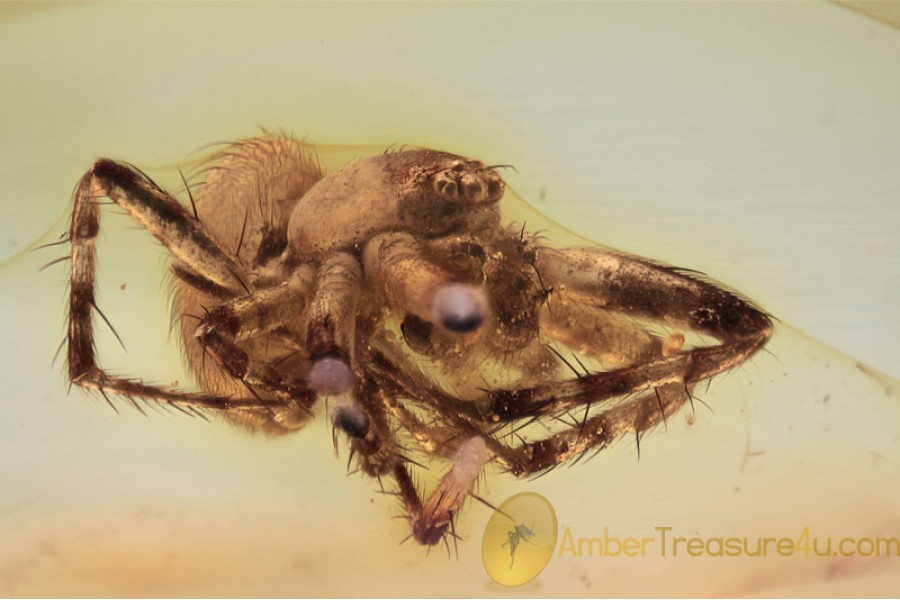 ARANEIDAE Orb-Weaver Spider in BALTIC AMBER 1652
