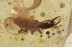 PSYCHOPSIDAE Silky Lacewing Larvae in BALTIC AMBER 1657