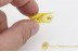 PSYCHOPSIDAE Silky Lacewing Larvae in BALTIC AMBER 1657