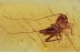 GRYLLIDAE Nice Cricket Inclusion in BALTIC AMBER 1658