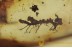 Different MOSS TWIGS & ANTS Inclusion BALTIC AMBER 1659