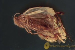 LEPIDOPTERA Nice Looking Moth Inclusion in BALTIC AMBER 1711